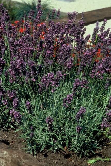 6x Lavandula ang. 'Munstead' - ↕10-25cm - Ø9cm