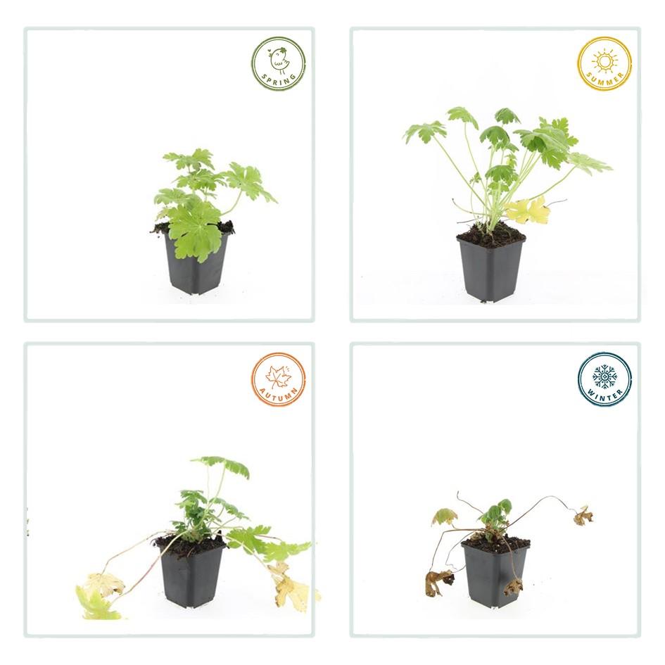 6x Geranium macr. 'Spessart' - ↕10-25cm - Ø9cm