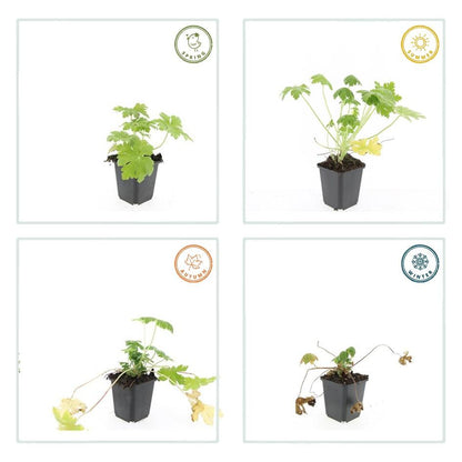 6x Geranium macr. 'Spessart' - ↕10-25cm - Ø9cm