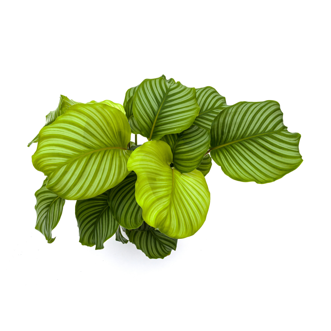 Korbmarante - Calathea Orbifolia Ø27cm - ↕70 - 90cm