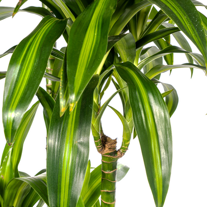 Drachenbaum - Dracaena Deremensis Hawaiian Sunshine Ø27cm - ↕170 - 190cm