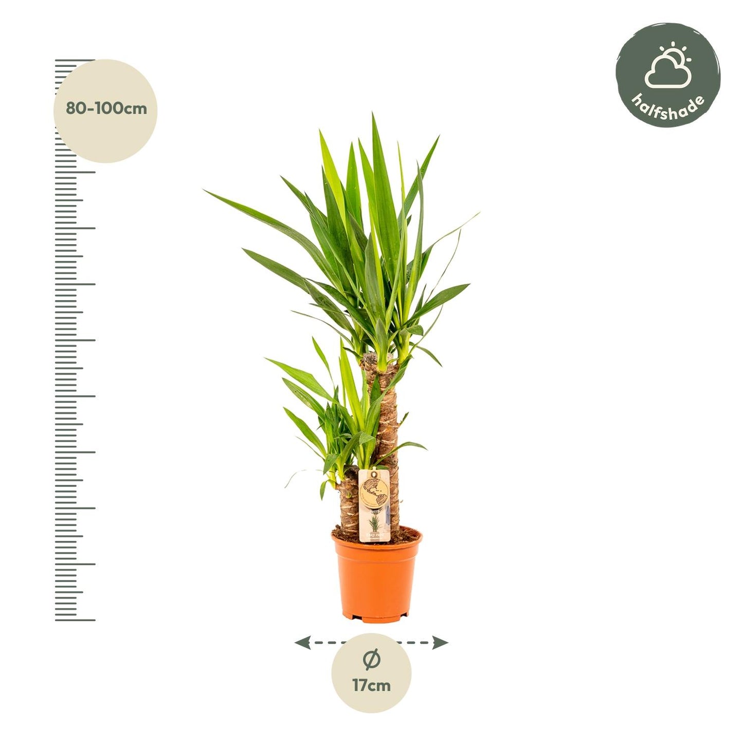 Palmlilie Yucca - Ø17cm - ↕90cm