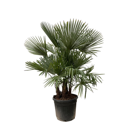 Trachycarpus Multi-Stamm - 230cm- Ø50