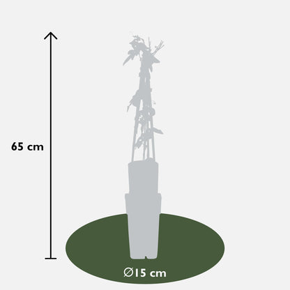 Passionsblume Passiflora Violett 'Purple Haze' - Ø15cm - ↕65cm