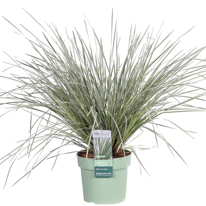 Lomandra longifolia 'White Sands' - Ø19cm - ↕40cm
