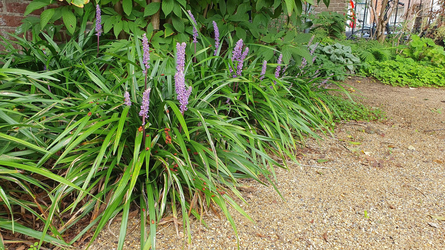 6x Liriope muscari 'Ingwersen' - ↕10-25cm - Ø9cm