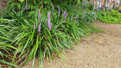 6x Liriope muscari 'Ingwersen' - ↕10-25cm - Ø9cm