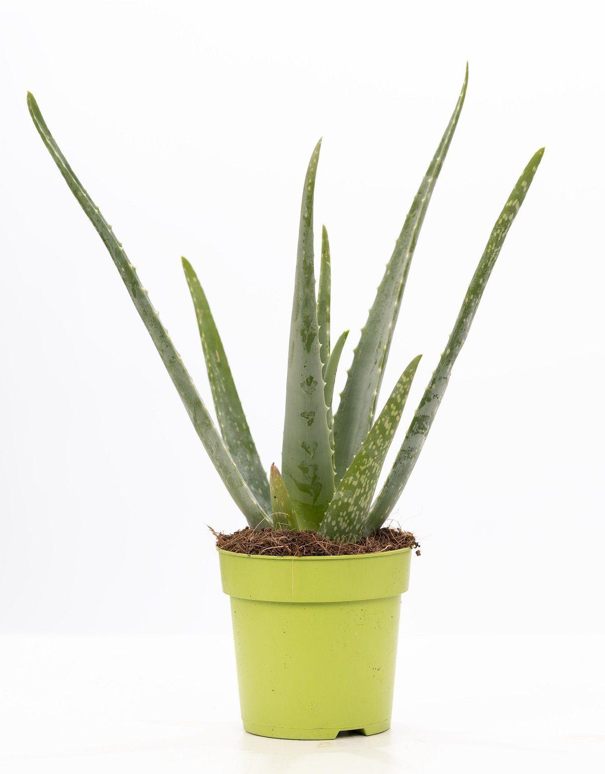 Aloe Vera mit Topf aus P&PURE Collection - Ø12cm - ↕40cm