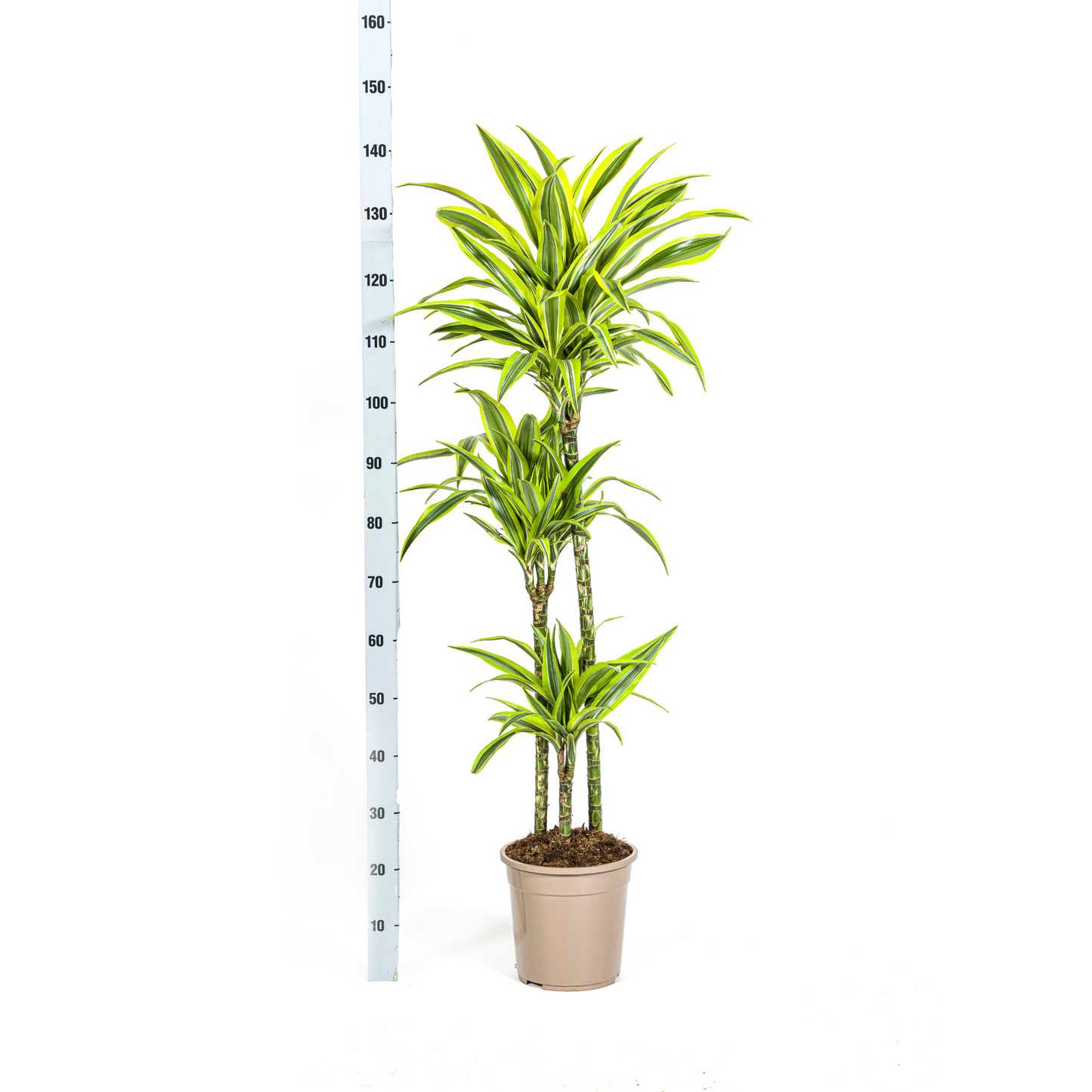 Drachenbaum - Dracaena Deremensis Lemon Lime mit Korb Ø24cm - ↕130 - 150cm