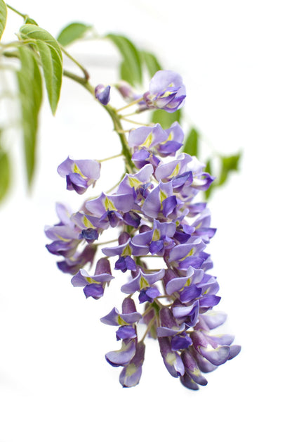 Blauregen - Wisteria sinensis 'Prolific' - Glyzinie - Ø15cm - ↕65cm
