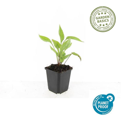 6x Echinacea p. 'White Swan' - ↕10-25cm - Ø9cm