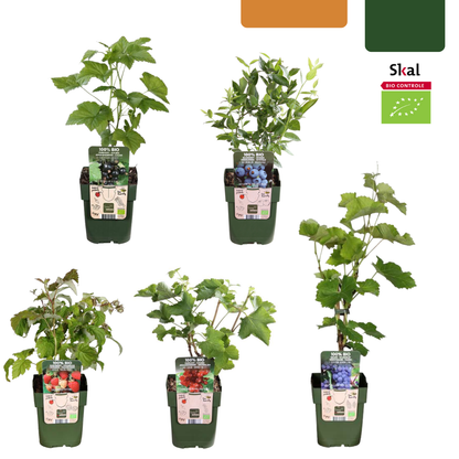 „Früchte-Oase“ BIO Obstpflanzen-Mix – Set mit 5 verschiedenen Sorten