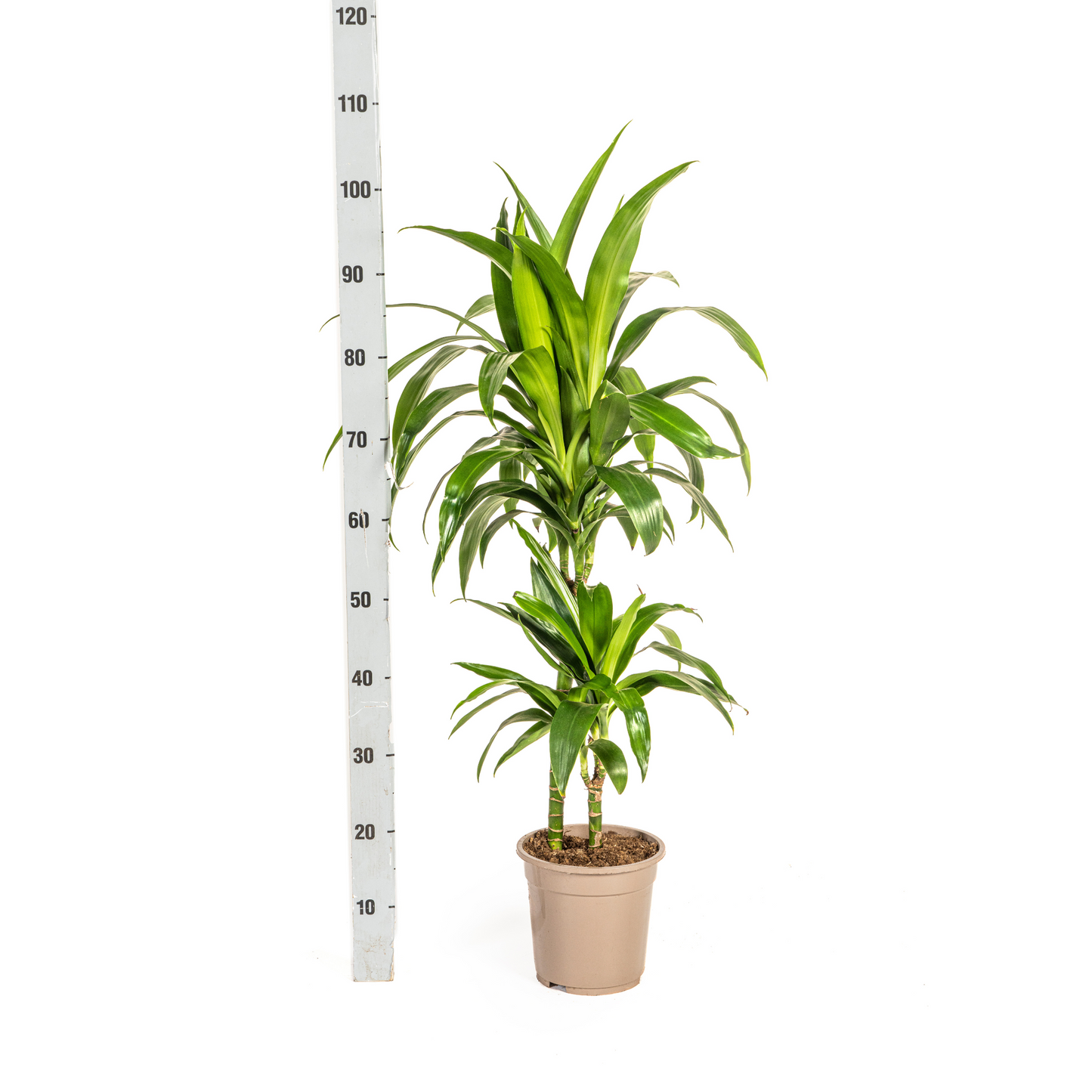 Drachenbaum - Dracaena Deremensis Lisa Ø19cm - ↕70 - 90cm