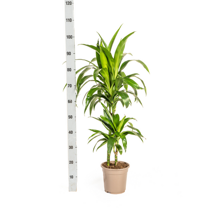 Drachenbaum - Dracaena Deremensis Lisa Ø19cm - ↕70 - 90cm