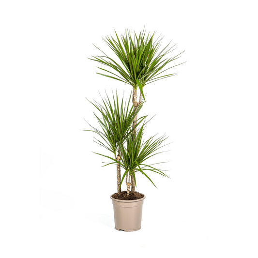 Drachenbaum - Dracaena Marginata Green Ø21cm - ↕110 - 130cm