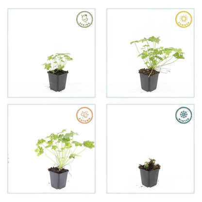 6x Bodendecker - Geranium macr. 'Czakor' - ↕10-25cm - Ø9cm