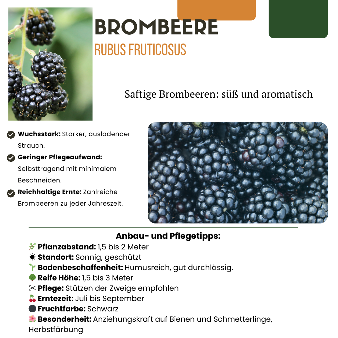 6 x Bio-Brombeerpflanzen – Ø 13 cm – ↨ 20 cm