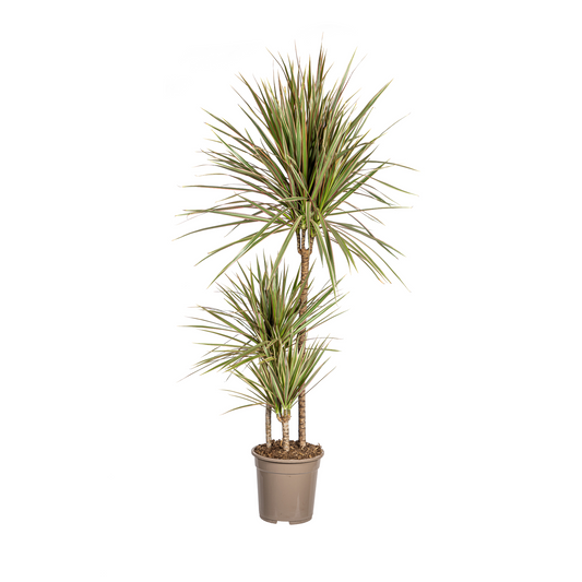 Drachenbaum - Dracaena Marginata Bicolor Ø21cm - ↕110 - 130cm