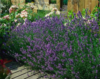 6x Lavandula ang. 'Munstead' - ↕10-25cm - Ø9cm