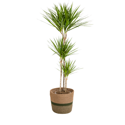 Drachenbaum - Dracaena Marginata Green mit Korb Ø24cm - ↕130 - 150cm