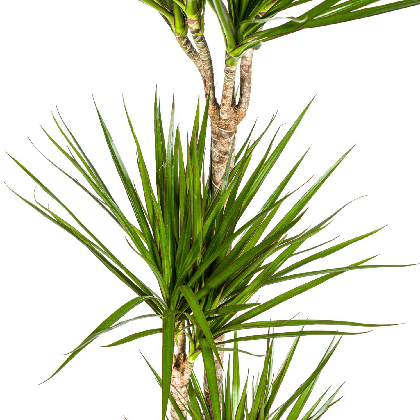 Drachenbaum - Dracaena Marginata Green Ø24cm - ↕130 - 150cm