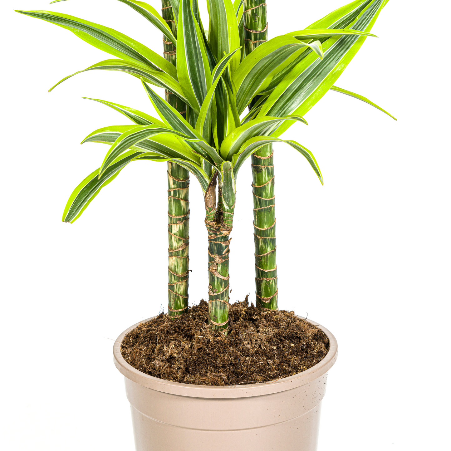 Drachenbaum - Dracaena Deremensis Lemon Lime Ø24cm - ↕130 - 150cm