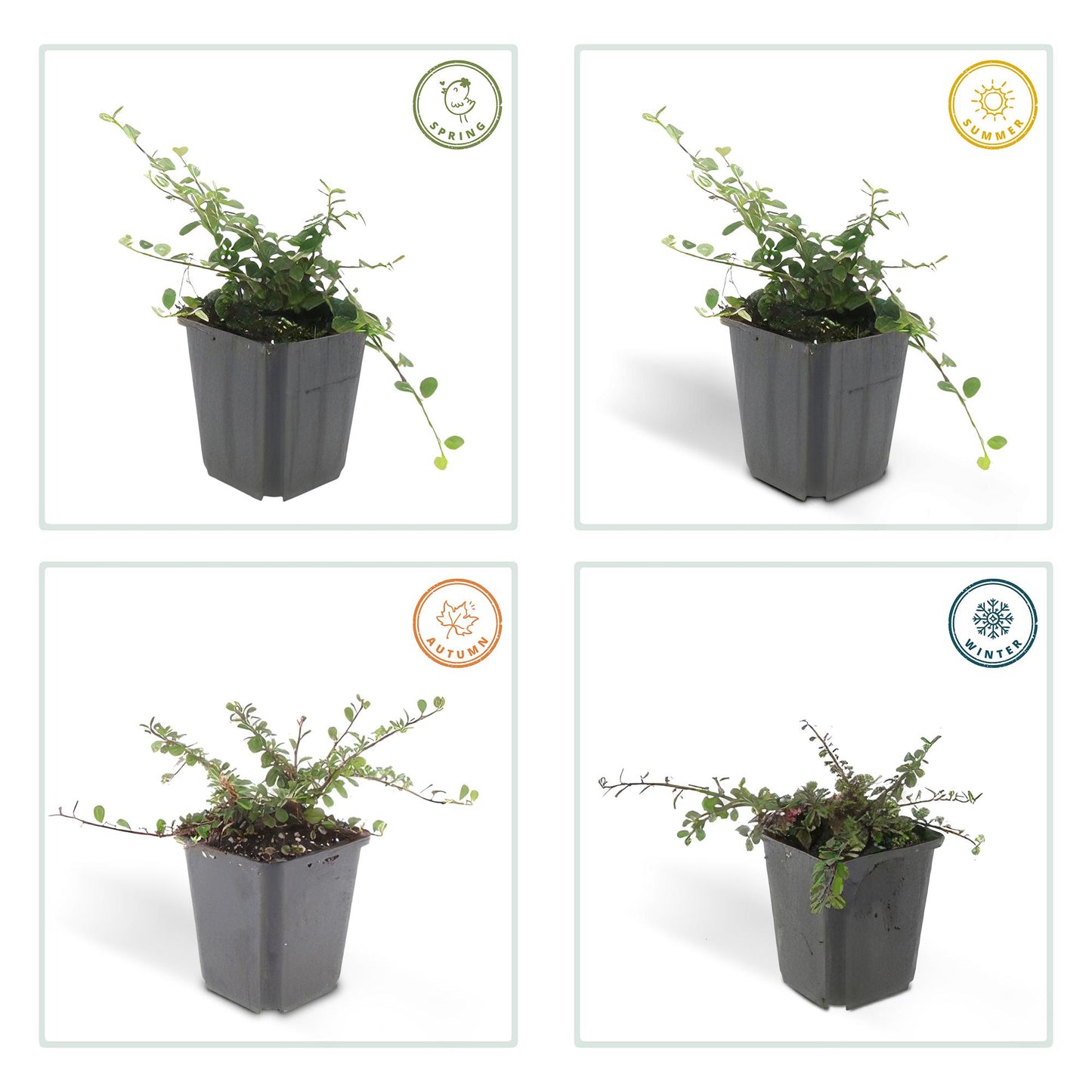 6x Cotoneaster pr. 'Streib's Findling' - ↕10-25cm - Ø9cm