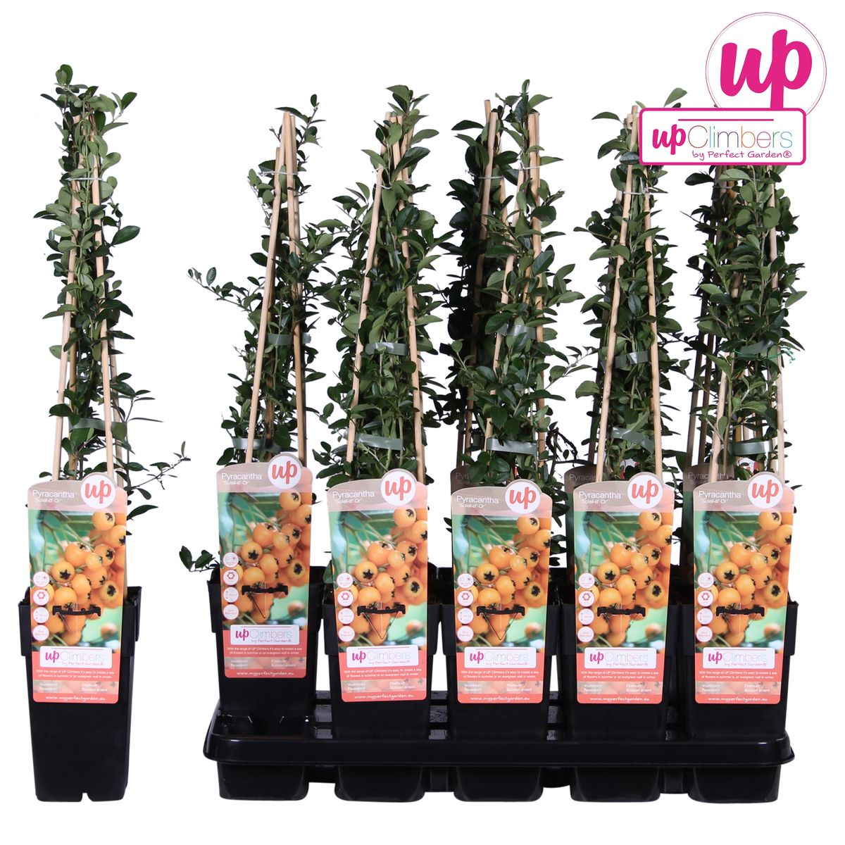 Feuerdorn - Pyracantha 'Soleil dOr' - Ø15cm - ↕65cm