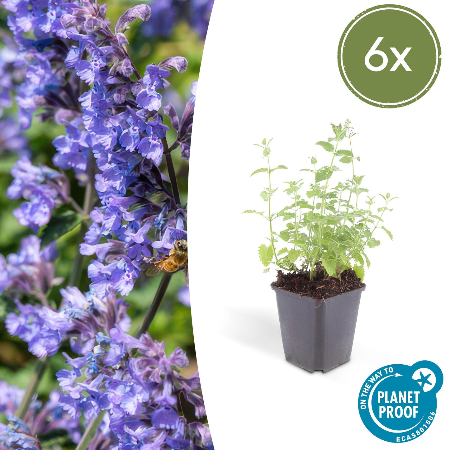 6x Katzenminze - Nepeta 'Six Hills Giant' - ↕10-25cm - Ø9cm