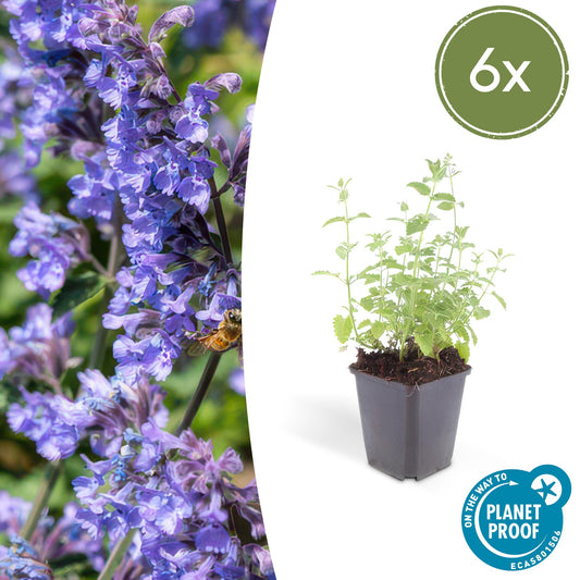 6x Katzenminze - Nepeta 'Six Hills Giant' - ↕10-25cm - Ø9cm