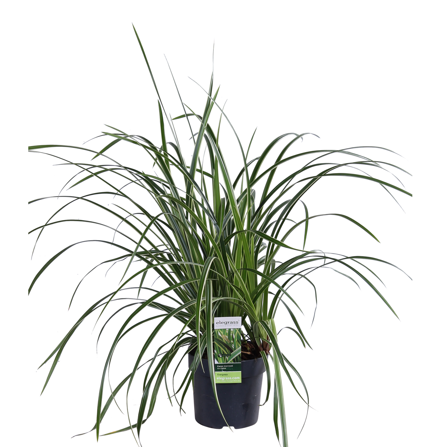 Zegge - Carex morrowii 'Ice Dance' - Ø14cm - ↕30cm