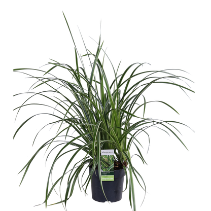 Zegge - Carex morrowii 'Ice Dance' - Ø14cm - ↕30cm
