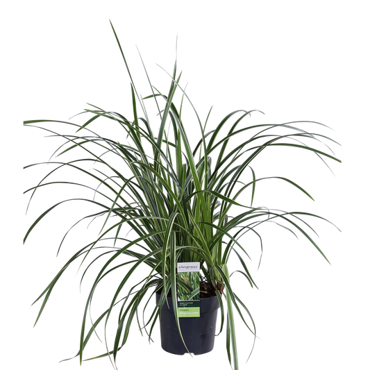 Zegge - Carex morrowii 'Ice Dance' - Ø14cm - ↕30cm
