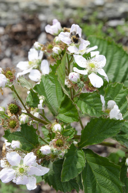 Rubus fruticosus 'Black Satin' - Dornenlose Brombeere - Ø13cm - ↕45cm