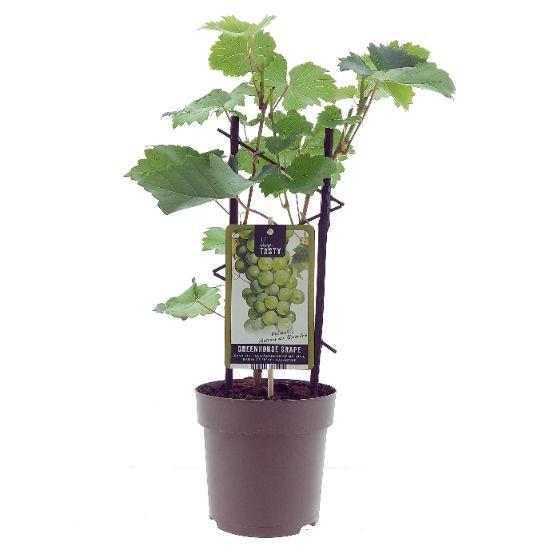 PROMO - Vitis Muskaat de Alexandrie -Ø15cm - ↕40cm