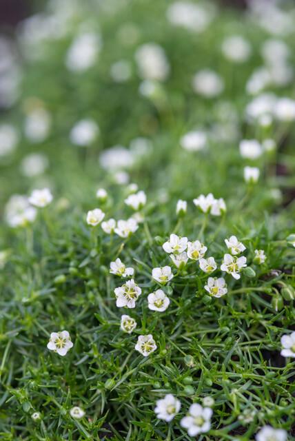 6x Sagina subulata - ↕10-25cm - Ø9cm