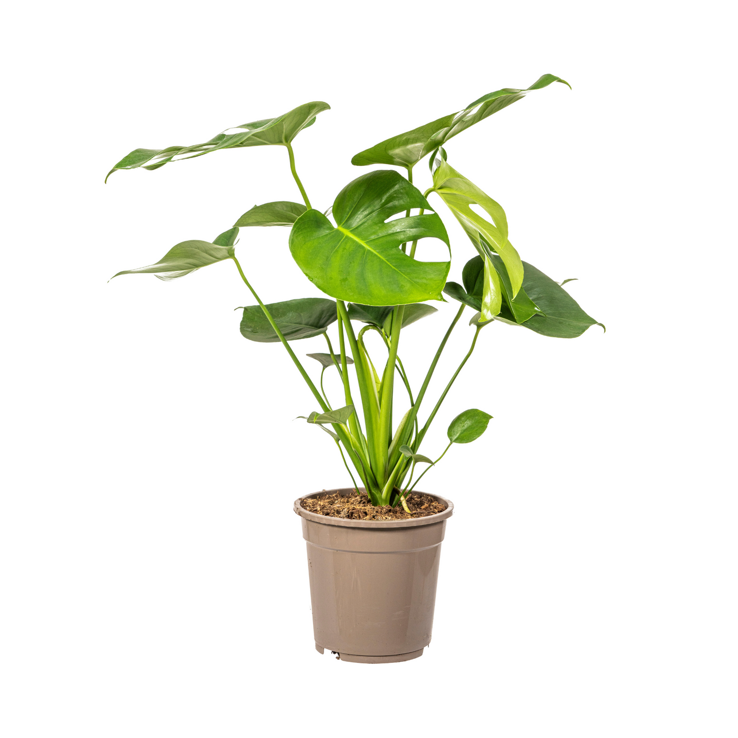 Monstera Deliciosa Tauerii Ø19cm - ↕70 - 90cm