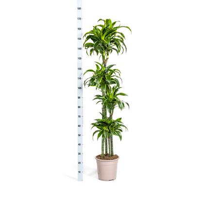 Drachenbaum - Dracaena Deremensis Dorado Ø27cm - ↕170 - 190cm
