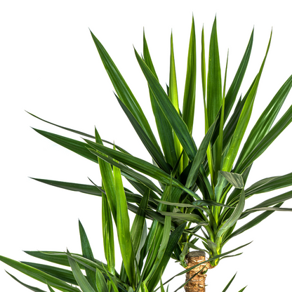 Yucca Elephantipes Verzweigt mit Korb Ø24cm - ↕80-100cm