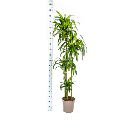 Drachenbaum - Dracaena Deremensis Hawaiian Sunshine Ø27cm - ↕170 - 190cm
