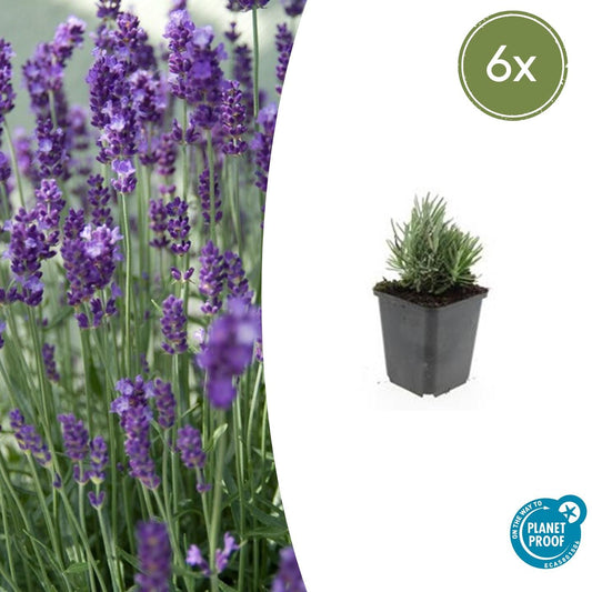 6x Lavandula ang. 'Dwarf Blue' - ↕10-25cm - Ø9cm