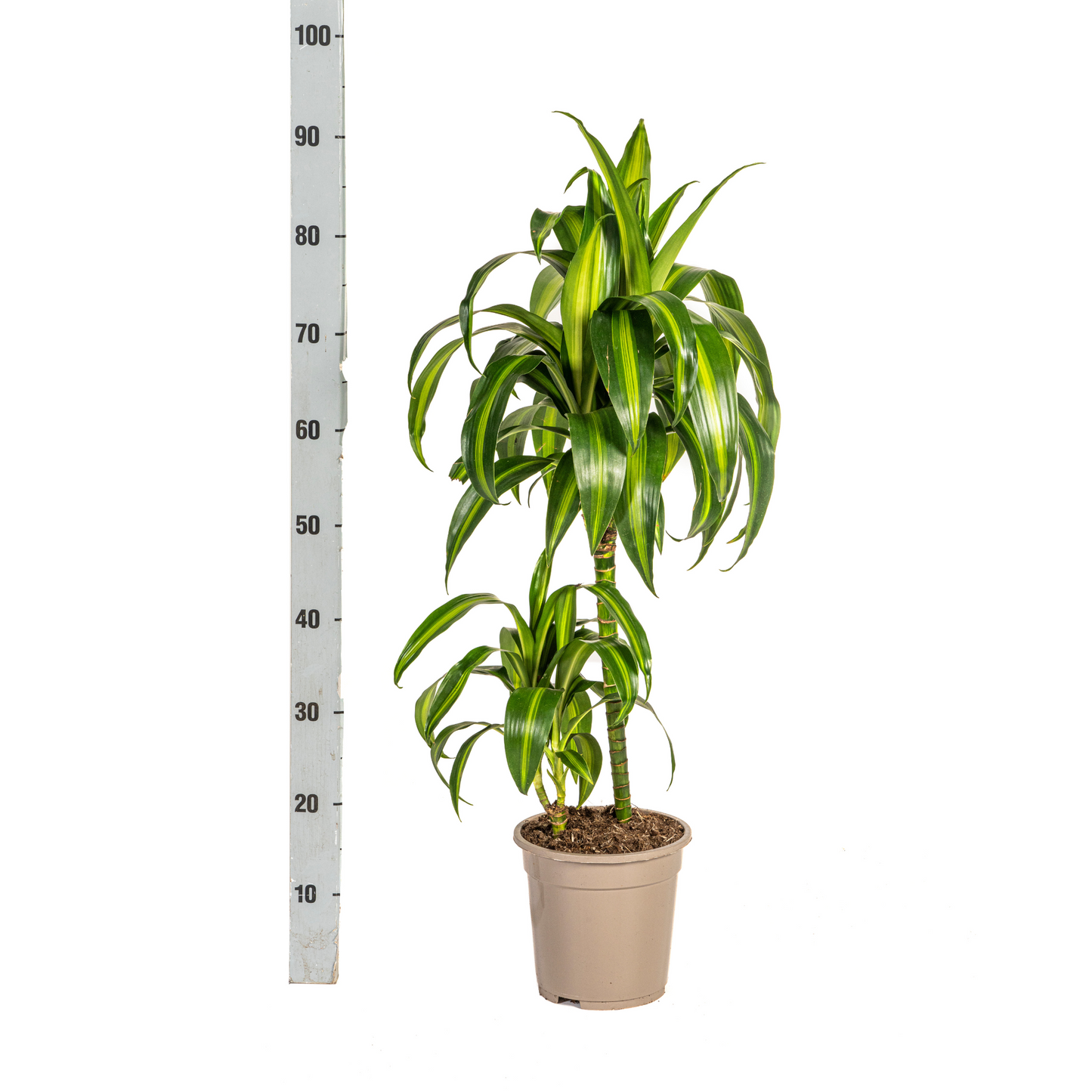 Drachenbaum - Dracaena Deremensis Hawaiian Sunshine Ø19cm - ↕70 - 90cm