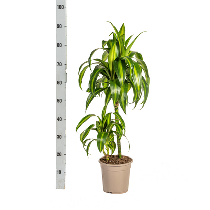 Drachenbaum - Dracaena Deremensis Hawaiian Sunshine Ø19cm - ↕70 - 90cm