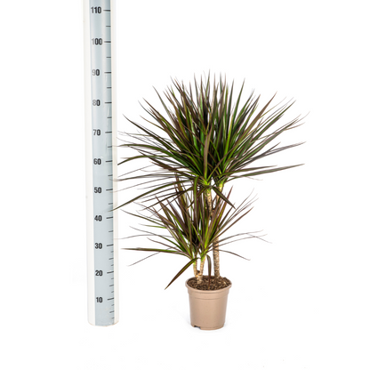 Drachenbaum - Dracaena Marginata Magenta - Ø17cm - ↕50 - 70cm