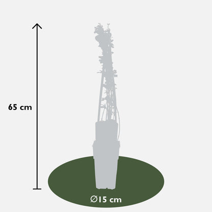 Winterjasmin  - Jasminum nudiflorum - Ø15cm - ↕65cm