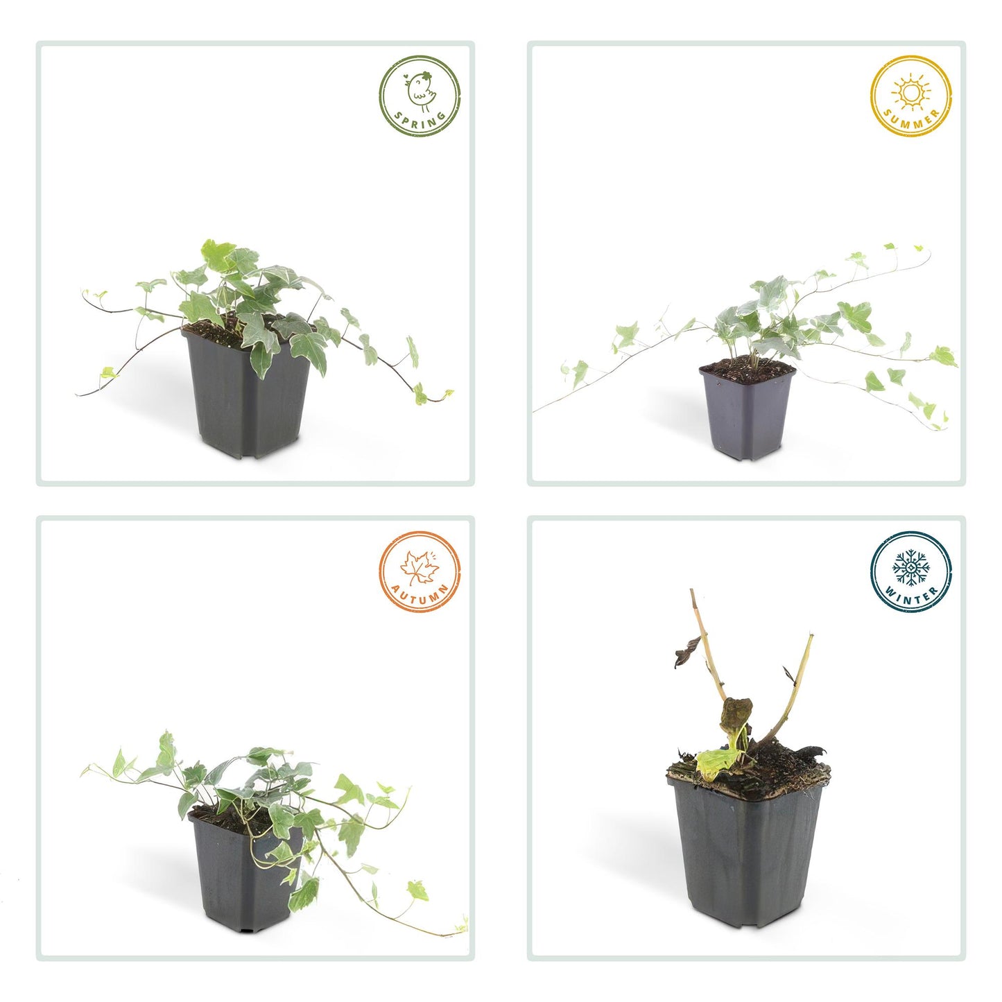 6x Efeu - Hedera helix 'Glacier' - ↕10-25cm - Ø9cm