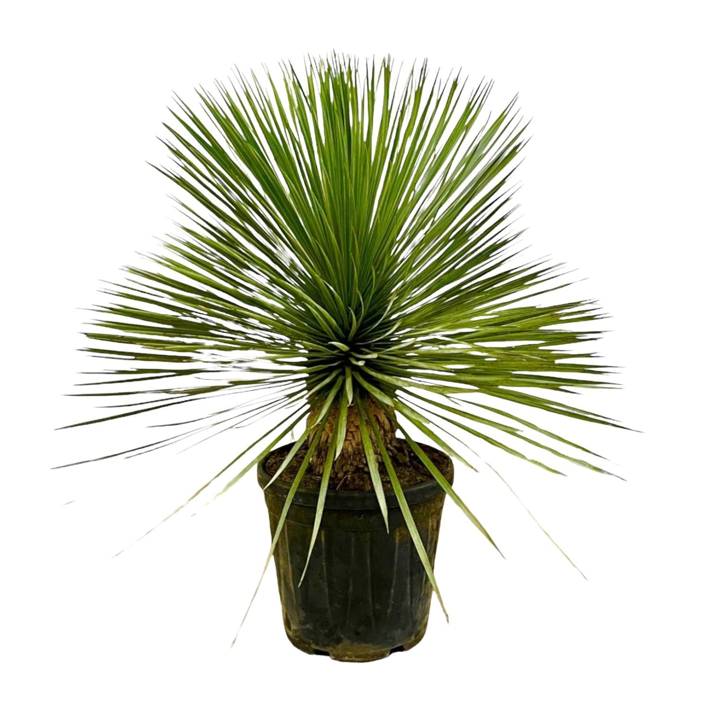 Yucca Rostrata auf Stamm - 70 cm - Ø27