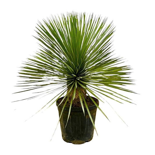 Yucca Rostrata auf Stamm - 70 cm - Ø27