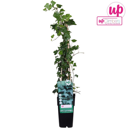 Gemeiner Efeu - Hedera helix - Ø15cm - ↕65cm
