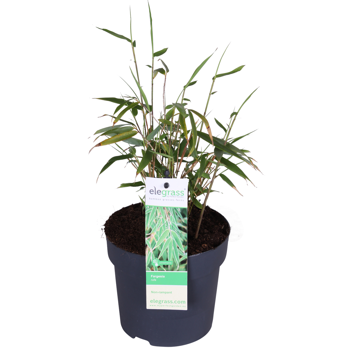 Fargesia rufa - Ø29cm - ↕80cm - Ø14 - ↨40cm